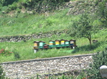 SX18992 Beehives in sun.jpg